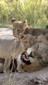 Papa lion, figuring it out one step at a time. Guess even the mighty King of the Jungle needs to learn a thing or two about parenting. #parenting #parentingishard #nature #wildlife #porcupinetours | Jacqueline Emmanuel