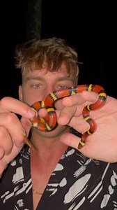 2 of 4 Scarlet Kings found within 24 hours recently! i wanted to show off these incredible snakes back to back, so that y’all could really get a feel for their different patterns and color schemes 🤩 #herping #snakes #animals #florida #lampropeltis | adventorin