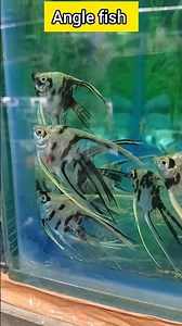 angle fish price update #fish #aquarium #viralvideo #fishaquarium #fishmarket #aquariumfish