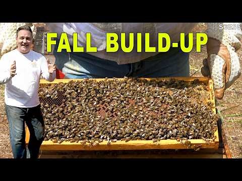 Looking for hive beetles | 215 | Farm Yard inspection | New Beetle Sucker 5000