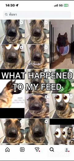 hm hm hm dog everywhere #shorts #memes