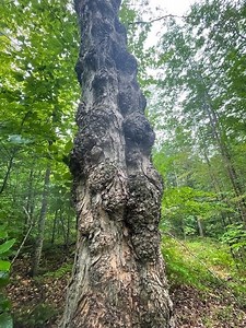 How to harvest a Maple Burl Tree