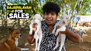 281K views · 6.8K reactions | Rajapalayam Dog Farm | Kanni,...