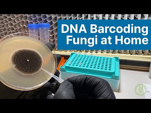 DNA Barcoding Fungi at Home: Extraction, PCR, and Gel Electrophoresis