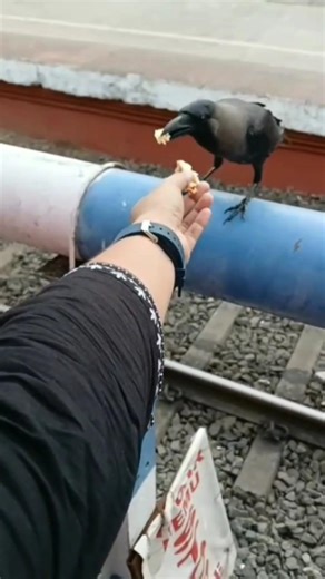 Trust is earned, not given🐦✨ @theVMTarchives #love #trending #nature #crow #song