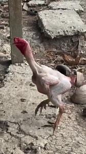 Boss Teejay Virtucio may panlaban nako sa October 15 😂 Pang derby #PogingBatangas | Pogi Ng Batangas