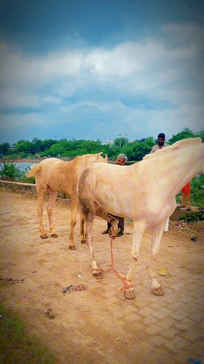 4.2M views · 10K reactions | Getting the mare covered by a good horse.  stallion Samundar  #shortsreels #panjabhorse #ownvoicevideo #horsecovered #marwadihorse #getting #mare #covered #samundar #panjabhorse #horsetraining #owncontent #horsephotographer | Azruddin Khan Bwr | Facebook