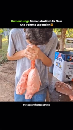 N E X O on Instagram: "🫁Lung Inflation & Capacity In this video, air is blown into the lungs to demonstrate how they expand when filled. This shows the concept of lung capacity, which is the maximum amount of air our lungs can hold. When we inhale, air travels through the trachea into the lungs, where tiny sacs called alveoli expand. Here, oxygen enters the blood while carbon dioxide is removed. This simple experiment clearly shows how our respiratory system works to keep us alive. Follow us @n