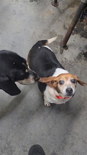 Jelly Bean misfithounds.org *I apologize for no context. We had a lot going on when I posted this.... Terry picked up Jelly Bean today from Rescue and End of Life Sanctuary in the next county. They send most dogs North and the seniors live there. Our setup is a little different, so we try to take an oldie when we can. I don't know her back story but, that's where Irene came from and wouldn't doubt if Jelly Bean isn't from the same situation. Jelly has a lot going on. She's HW , with mammary and 