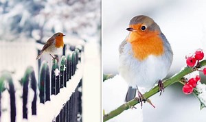 Waitrose Christmas advert 2016: How robins REALLY get home