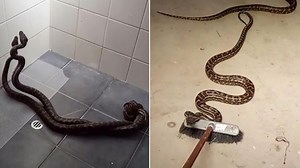 2 Pythons Fall From Skylight and Fight for Dominance in Family's Shower