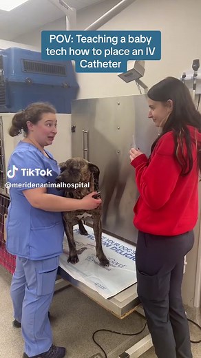 IV Catheter Placement: Learning & Practice in Vet Tech