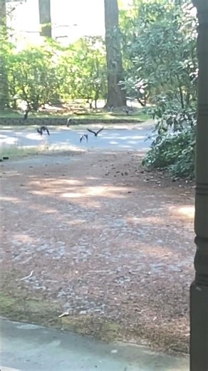 Slow Motion Footage of the Driveway Crows Being Reckless