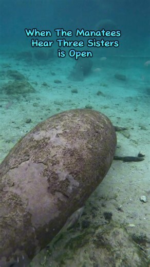 6.6K views · 519 reactions | Three Sister Springs has officially reopened!! During manatee season, if permitting, snorkelers are allowed into the back of the springs. However, kayakers must remain outside the spring run.錄 The temperatures are forecasted to drop next week, which may bring more manatees into the spring areas of the bay, including Three Sister Springs! | Bird's Underwater Dive Center | Facebook