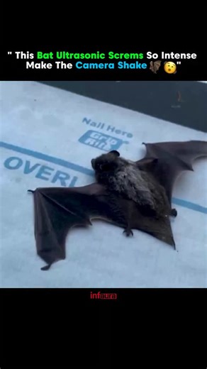 INFO AURA on Instagram: "Bats use ultrasonic sound waves to navigate — a process called echolocation. But in this rare clip, the bat’s screech is so intense and focused, it actually causes the camera sensor to shake. Just imagine how powerful that frequency must be… from such a small creature. . . . . . #explorepage #instadaily #knowledgeable #bats #batman #knowledgereel #didyouknowfacts #sciencefacts #aura #infaura"