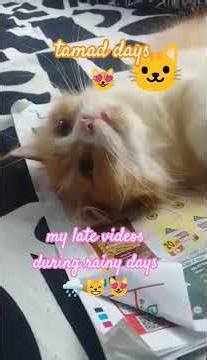 Catleya's previous videos😻 #highlights