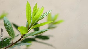 Calophyllum inophyllum (tamanu, mastwood, beach calophyllum, beauty leaf, Sinhala, Alexandrian laurel, balltree, beach touriga, Borneo-mahogany) with natural background