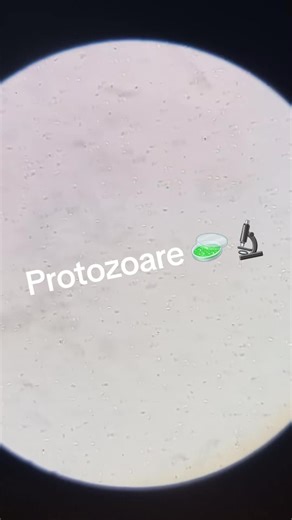 #protista #parameci #microscop