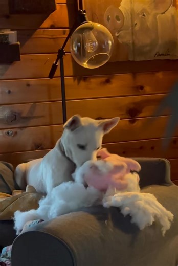 Gracie would like to lodge a formal complaint to Santa, she worked REALLY hard to be on that nice list and all she got for it was a self exploding pig toy. Not cool, Santa, not cool. | Second Hand Sanctuary