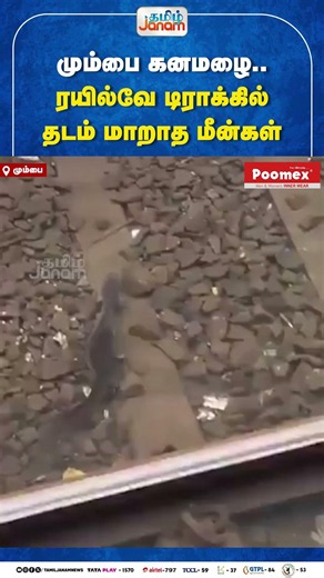 Mumbai | மும்பை கனமழை..ரயில்வே டிராக்கில்.. தடம் மாறாத மீன்கள் | Tamil Janam