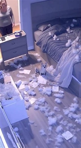 When your dog discovers the hair dryer… and summons a mini hurricane.