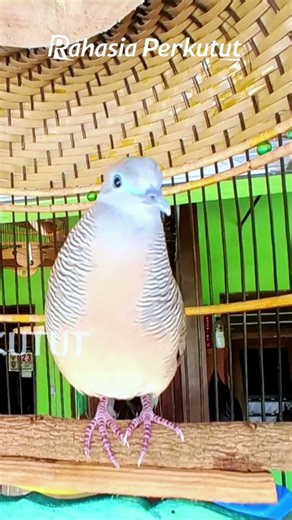 Zebra Dove Calls – Calming Bird Relaxing 14 | #birds #birdsounds #birdsong #animals