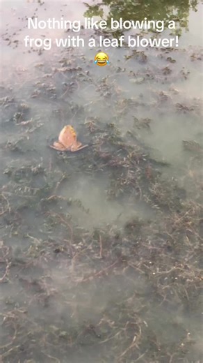 Funny Frog Encounter at the Golf Course