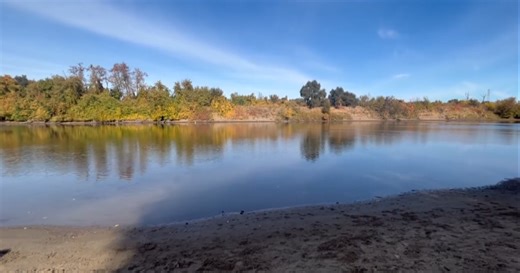 Fall-Run Chinook Salmon now running in the American River