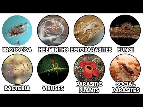 Every Type of Parasite Explained