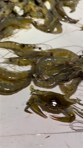 Some nice shrimp in the nets. #fypageシ #fypシ゚ #fishing #crabs #shrimp #Louisiana #fblifestyle | SouthernSandbox