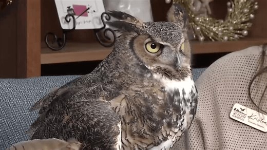 Learn all about Gaia the great horned owl