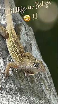 Wildlife in Belize / Faune du Bélize #wildlife #belize