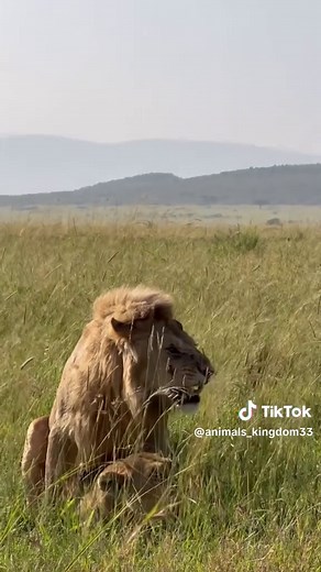 Lions of Lezra Safaris: A Glimpse into Their World