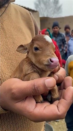 Jay Gaumata #cow #yshorts #gaumata #ai