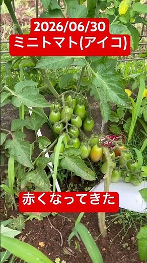 ミニトマト(アイコ) 成長日記 #家庭菜園 #gardening