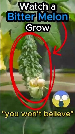 Watch a Bitter Melon Grow: From Seed to Fruit