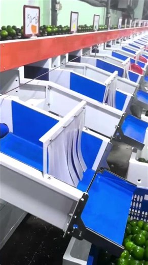 Fruit sizer # citrus sorting and grading Machine # citrus sizer
