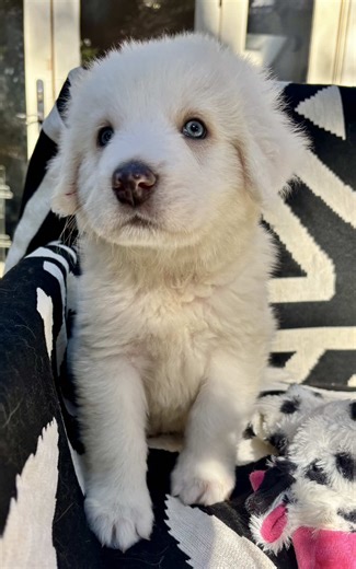7 Weeks Old & Ready for Love! Meet these adorable Great Pyrenees mix pups—almost ready for their forever homes! 2 sweet girls 1 handsome boy. Apply at The Milo Foundation and come meet these beautiful babies. @themilofoundation @The Milo Foundation #adoptdontshop #bayarea #greatpyrenees #puppies