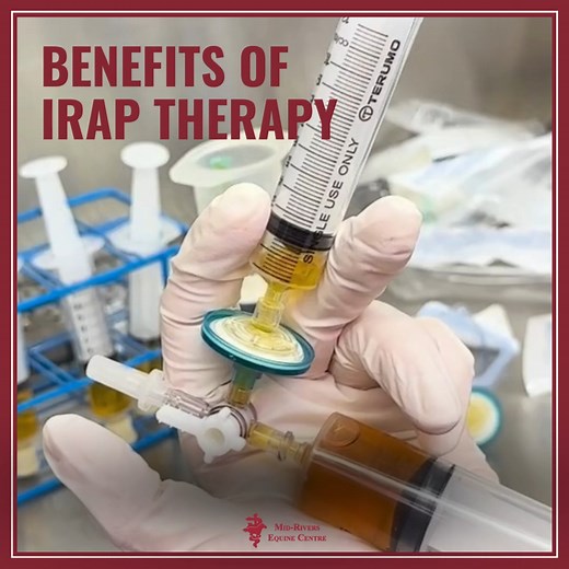 The Benefits of IRAP Therapy for Arthritis and Chronic Pain In Horses IRAP therapy is a is a non-surgical, minimally invasive procedure that can help provide relief to horses suffering from degenerative joint disease, soft tissue injuries, and other joint problems. IRAP (Interleukin-1 Receptor Antagonist Protein) therapy is a regenerative and anti-inflammatory treatment used to address joint problems in horses, such as osteoarthritis, tendon, and ligament injuries IRAP utilizes the horse's own b