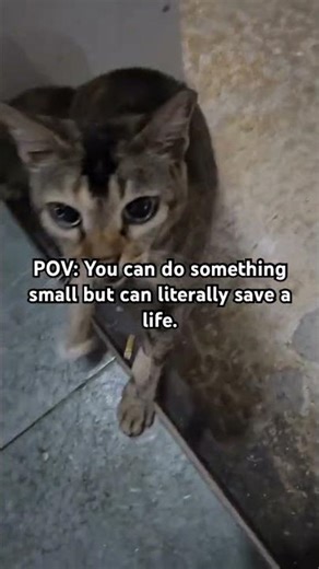 Every day,our rescue team answers emergency 🚨 calls of cats needing help ,we won’t give up on them.