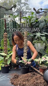 30K views · 679 reactions | Starting my day with these 4 Syngonium Varieties ☘️. Happy Gardening!! #plantgirlph #plantingloveandkindness #gardening #plants #syngoniums | PlantGirl PH | Facebook
