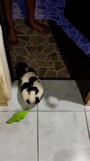 Cute Dogs Want to Go Out