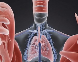 lungs animation