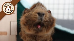10 Fascinating Guinea Pig Facts You Didn't Know | GuineaDad