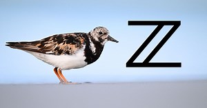 Nikon Is All-In on Wildlife Photography, and I Love It