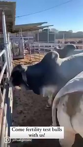 Spend a day at the ranch with us fertility testing bulls! This testing period we are testing around 120 bulls, ages 20-22 months old. After the completion of the test these bulls will be ready to put on cows! If interested in a new herd bull call the ranch office today! #JDHudgins #Manso #1908 #FertilityTesting #Bulls | J.D. Hudgins Inc.