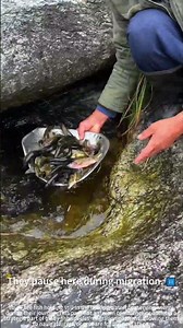 Fish gather at the water outlet. 💧