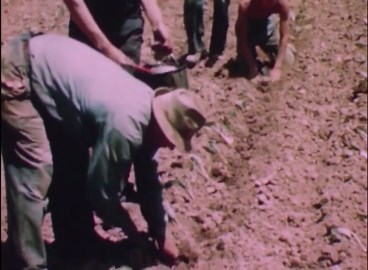 Tobacco Farming: Weed Control & Harvesting Techniques