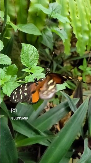 Butterfly Mating Dance