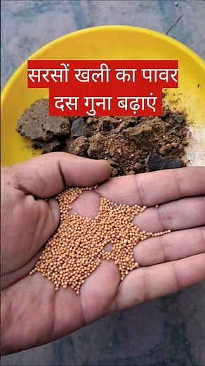 सरसों खली का पावर दस गुना बढ़ाएं | Mustard Cake Fertilizer #shorts #GardeningCare